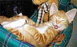 Cat 2