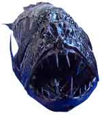 Fang fish